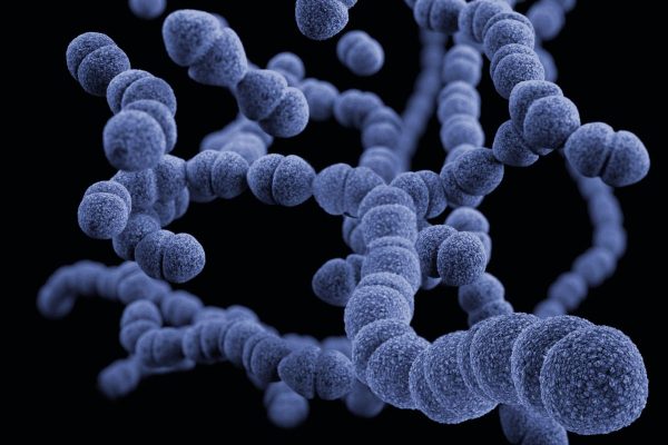 Streptococcus Pyogenes là tác nhân chính gây bệnh viêm họng liên cầu khuẩn ở trẻ